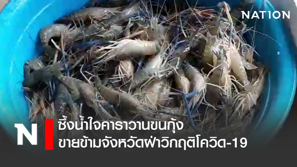 ซึ้งน้ำใจคาราวานขนกุ้งขายข้ามจังหวัดฝ่าวิกฤติโควิด-19