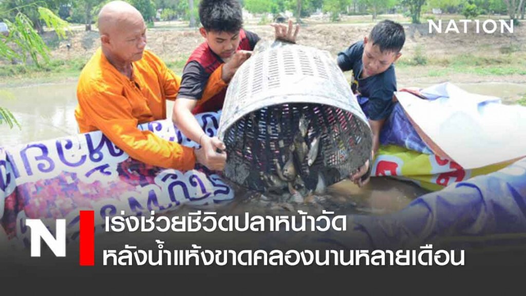 พระ เณร ชาวบ้าน สุดทน! เร่งช่วยชีวิตปลาหน้าวัด พระ เณร ชาวบ้าน สุดทน! เร่งช่วยชีวิตปลาหน้าวัด