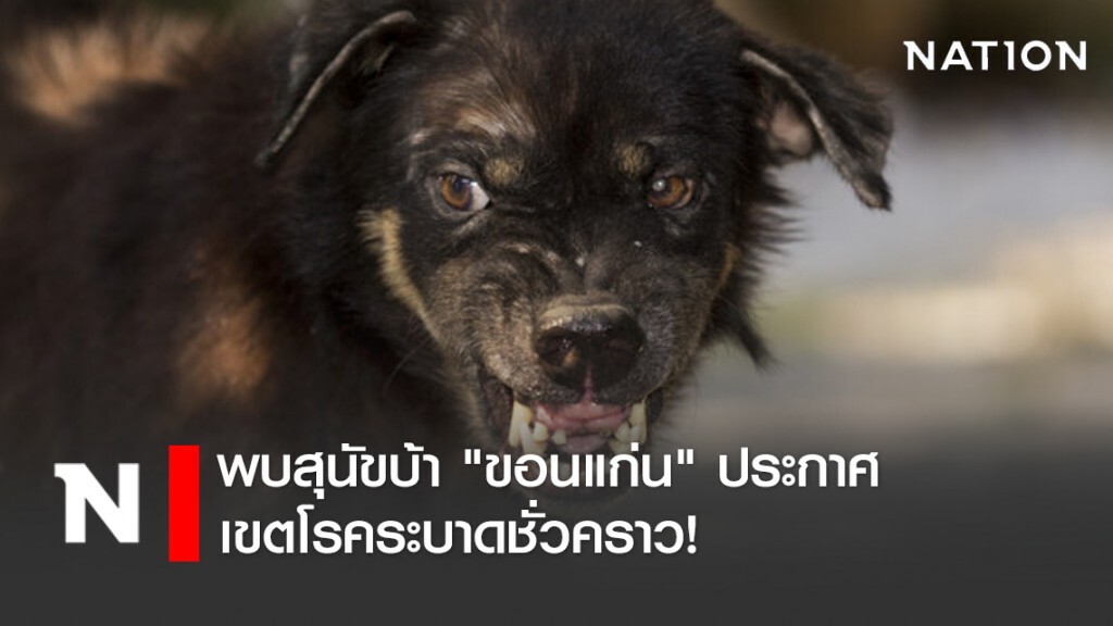 พบสุนัขบ้า "ขอนแก่น" ประกาศเขตโรคระบาดชั่วคราว!