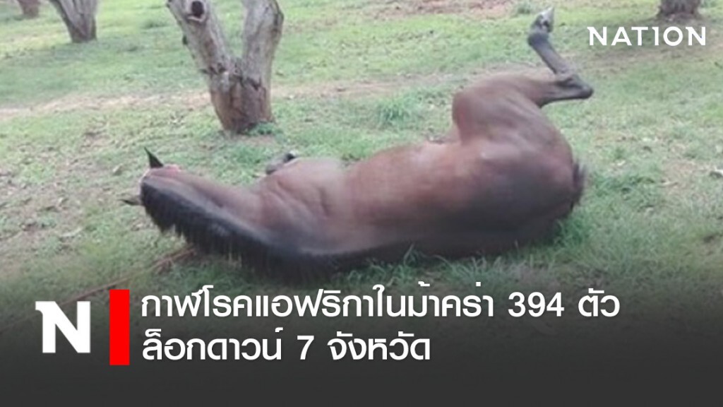 กรมปศุสัตว์เคาะกาฬโรคแอฟริกาในม้าคร่า 394 ตัว-ล็อกดาวน์ 7 จังหวัด