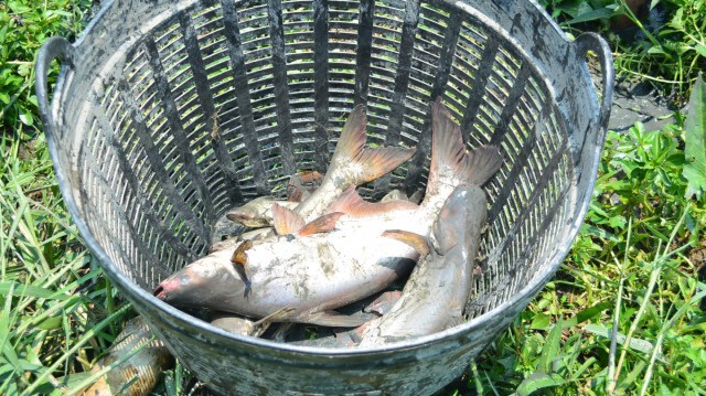 พระ เณร ชาวบ้าน สุดทน! เร่งช่วยชีวิตปลาหน้าวัด