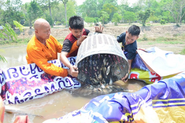 พระ เณร ชาวบ้าน สุดทน! เร่งช่วยชีวิตปลาหน้าวัด