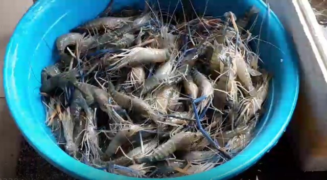 ซึ้งน้ำใจคาราวานขนกุ้งขายข้ามจังหวัดฝ่าวิกฤติโควิด-19