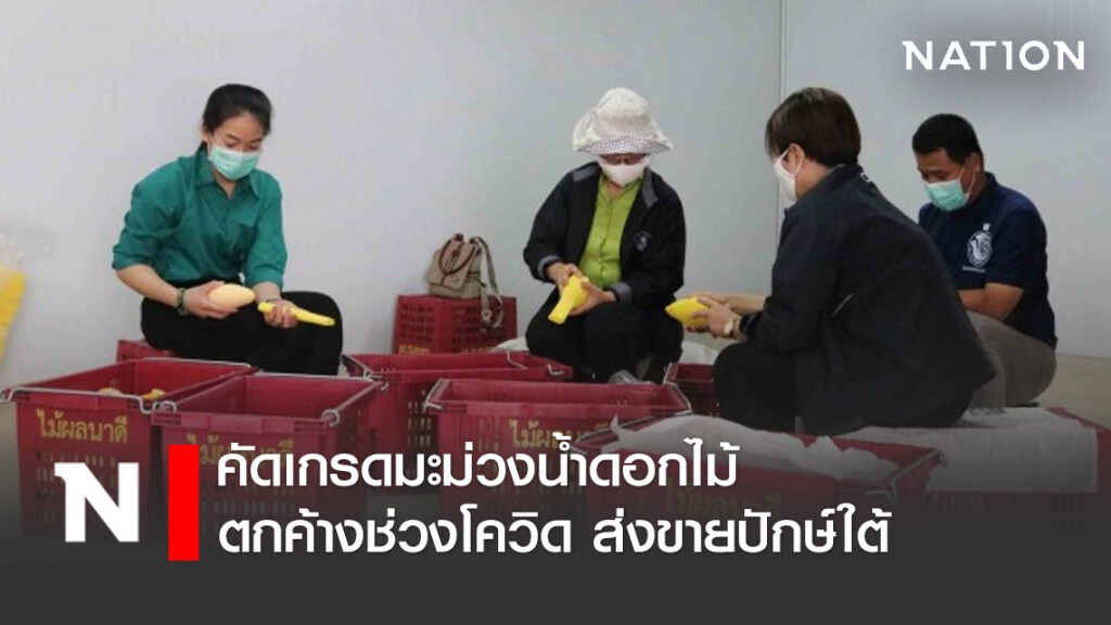 คัดเกรดมะม่วงน้ำดอกไม้ตกค้างช่วงโควิด ส่งขายปักษ์ใต้