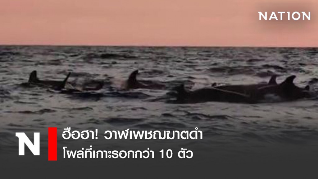 ฮือฮา! วาฬเพชฌฆาตดำ โผล่ที่เกาะรอกกว่า 10 ตัว ฮือฮา! วาฬเพชฌฆาตดำ โผล่ที่เกาะรอกกว่า 10 ตัว