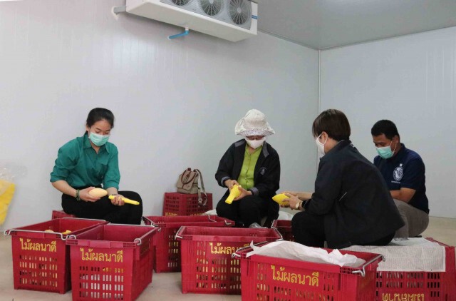 คัดเกรดมะม่วงน้ำดอกไม้ตกค้างช่วงโควิด ส่งขายปักษ์ใต้