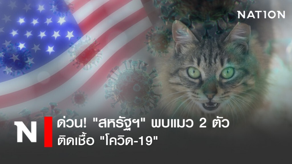 ด่วน! "สหรัฐฯ" พบแมว 2 ตัว ติดเชื้อ "โควิด-19"