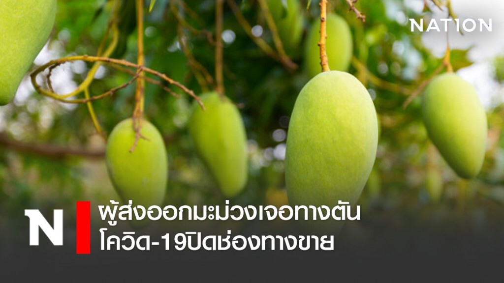 ผู้ส่งออกมะม่วงเจอทางตันโควิดปิดช่องทางขาย