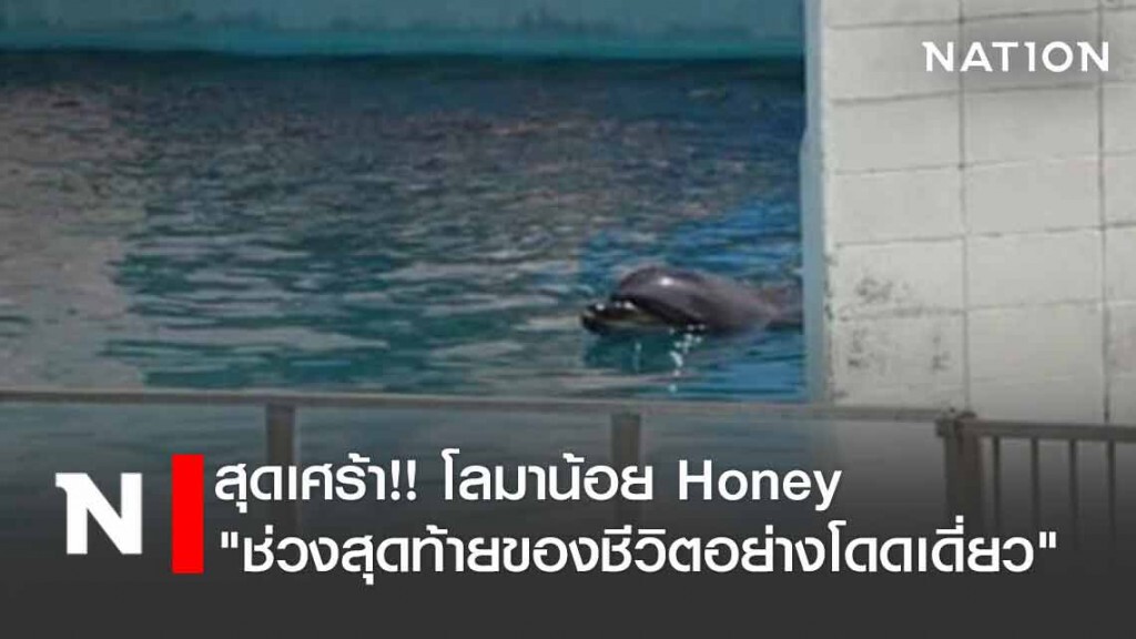 Honey โลมาน้อย ถูกทิ้งโดดเดี่ยวนาน 2 ปี #จากโลกนี้ไปแล้ว