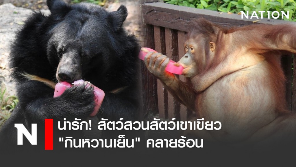 น่ารัก! สัตว์สวนสัตว์เขาเขียว "กินหวานเย็น" คลายร้อน น่ารัก! สัตว์สวนสัตว์เขาเขียว "กินหวานเย็น" คลายร้อน