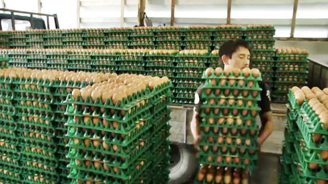 กำลังซื้อชะลอไข่ไก่ล้นตลาดฉุดราคาร่วง