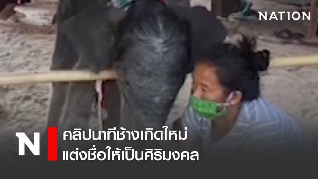 คลิปนาทีช้างเกิดใหม่ แต่งชื่อให้เป็นศิริมงคล คลิปนาทีช้างเกิดใหม่ แต่งชื่อให้เป็นศิริมงคล
