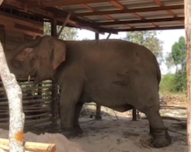 คลิปนาทีช้างเกิดใหม่ แต่งชื่อให้เป็นศิริมงคล