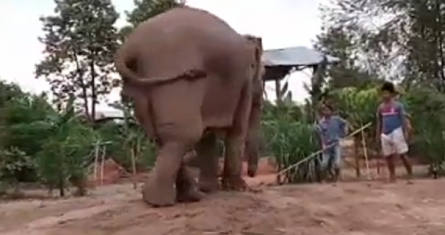 คลิปนาทีช้างเกิดใหม่ แต่งชื่อให้เป็นศิริมงคล
