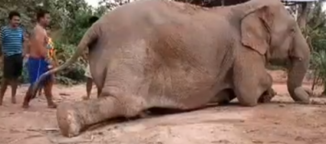 คลิปนาทีช้างเกิดใหม่ แต่งชื่อให้เป็นศิริมงคล