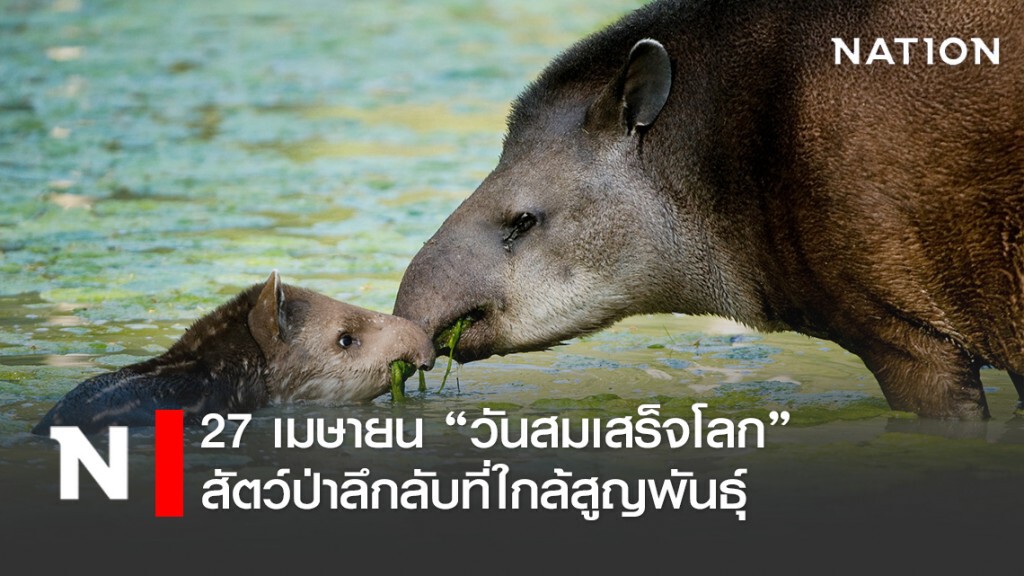 27 เมษายน วันสมเสร็จโลก "สัตว์ป่าลึกลับที่ใกล้สูญพันธุ์