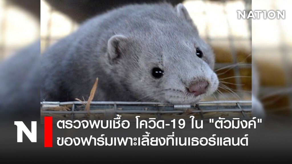 ตรวจพบเชื้อ โควิด-19 ใน "ตัวมิงค์" ของฟาร์มเพาะเลี้ยงที่เนเธอร์แลนด์