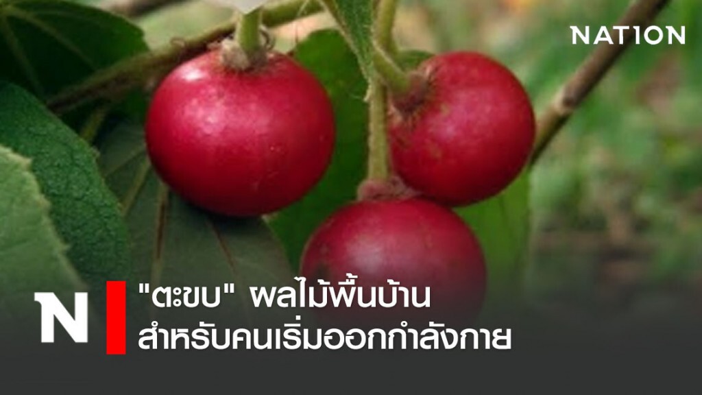 "ตะขบ" ผลไม้พื้นบ้าน สำหรับคนเริ่มออกกำลังกายใหม่