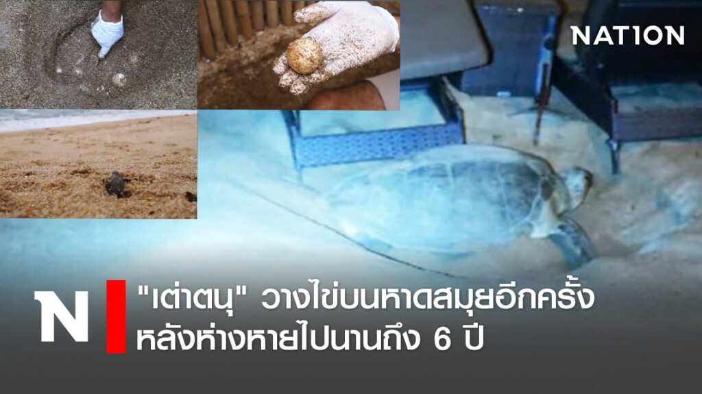 "เต่าตนุ" วางไข่บนหาดสมุยอีกครั้ง หลังห่างหายไปนานถึง 6 ปี