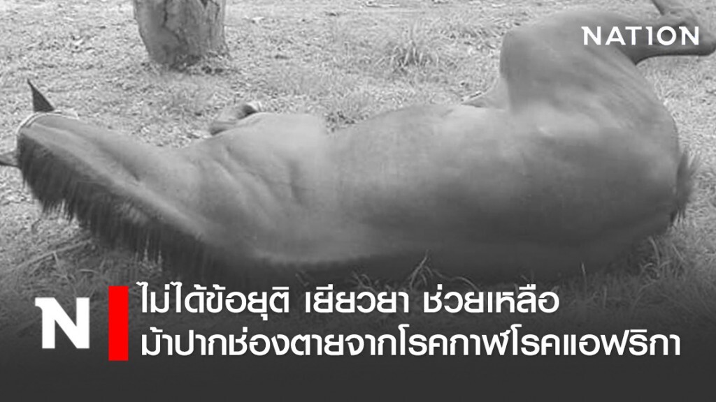 ไม่ได้ข้อยุติ! เยียวยา ช่วยเหลือ"ม้าปากช่อง"ตายจาก"โรคกาฬโรคแอฟริกา"
