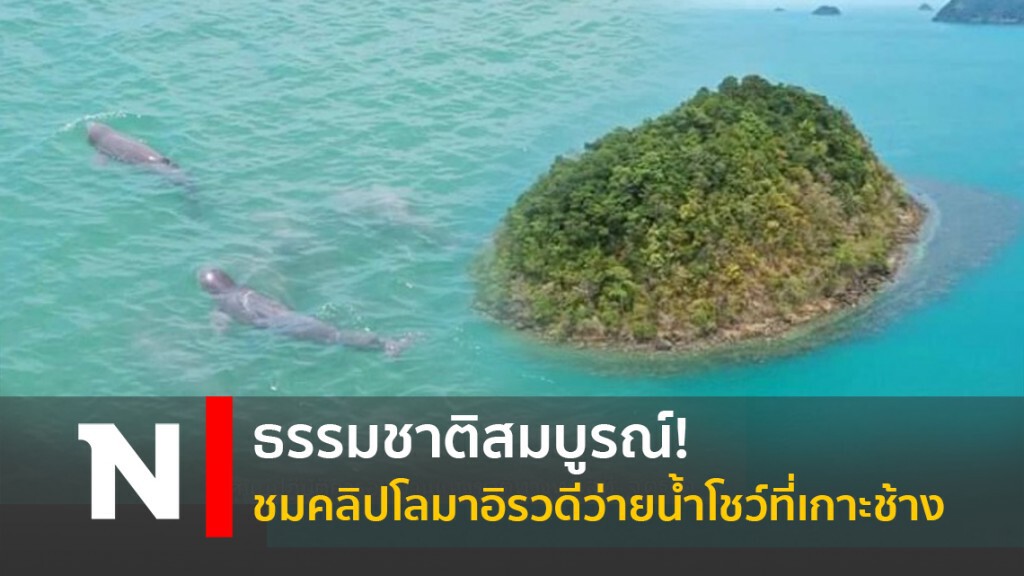ธรรมชาติสมบูรณ์! ชมคลิปโลมาอิรวดีว่ายน้ำโชว์ที่เกาะช้าง