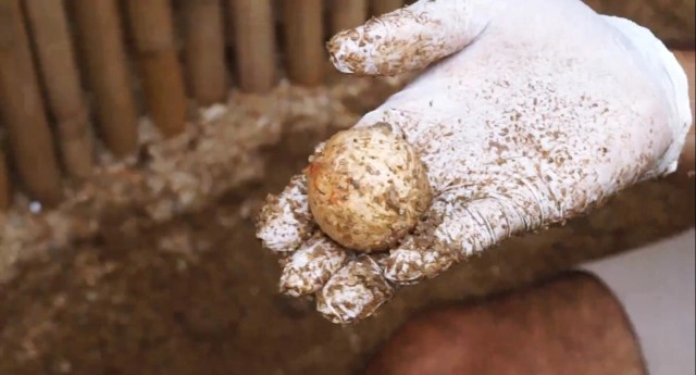 "เต่าตนุ" วางไข่บนหาดสมุยอีกครั้ง หลังห่างหายไปนานถึง 6 ปี