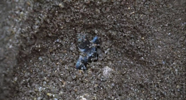 "เต่าตนุ" วางไข่บนหาดสมุยอีกครั้ง หลังห่างหายไปนานถึง 6 ปี