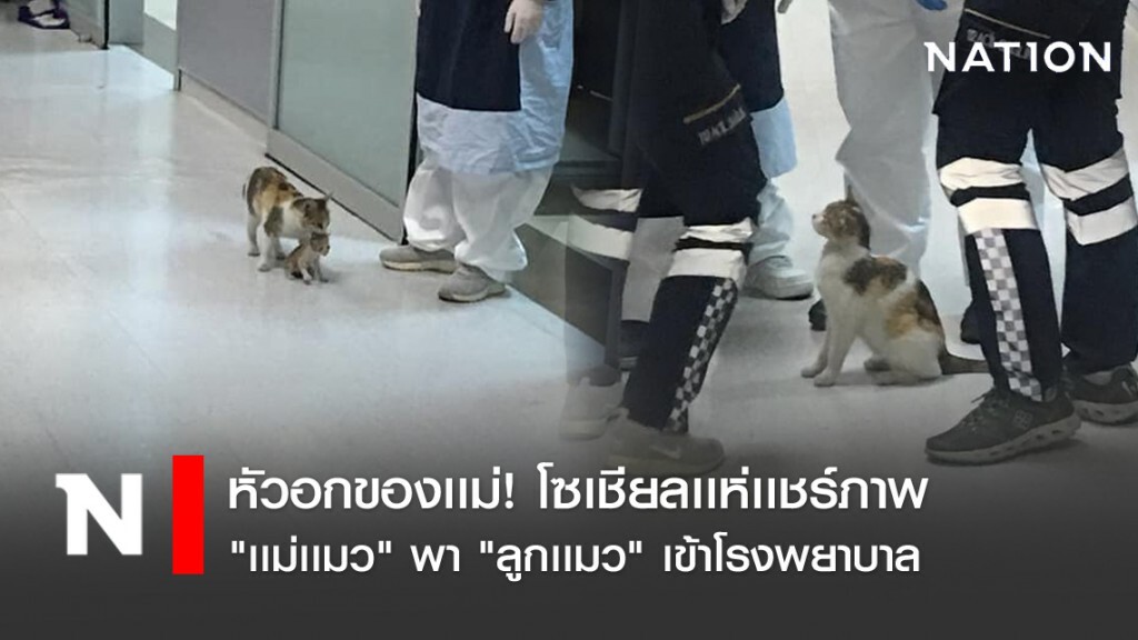 หัวอกของเเม่! โซเชียลเเห่เเชร์ภาพ "เเม่เเมว" พา "ลูกเเมว" เข้าโรงพยาบาล
