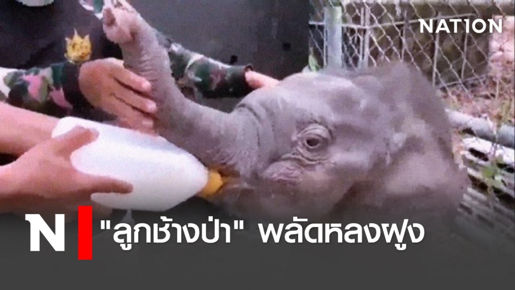 "ลูกช้างป่า" พลัดหลงฝูง