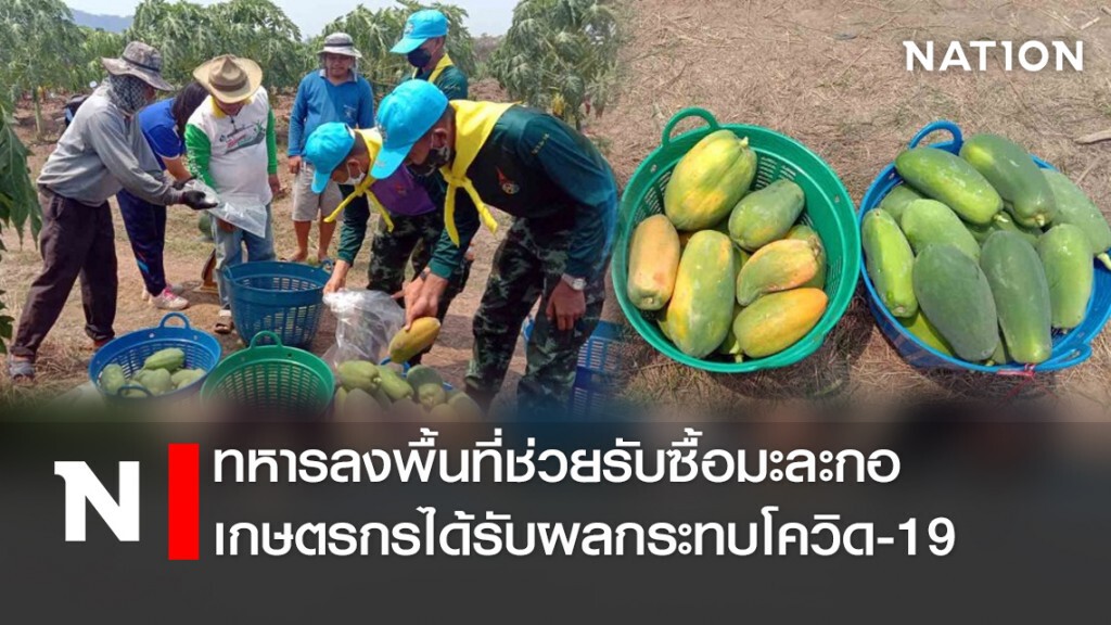 ทหารลงพื้นที่ช่วยรับซื้อมะละกอ เกษตรกรได้รับผลกระทบโควิด-19 ทหารลงพื้นที่ช่วยรับซื้อมะละกอ เกษตรกรได้รับผลกระทบโควิด-19