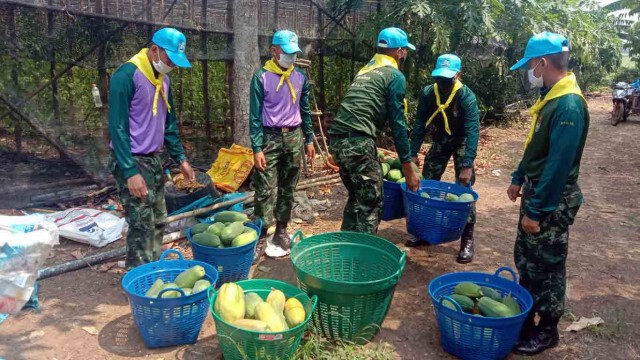 ทหารลงพื้นที่ช่วยรับซื้อมะละกอ เกษตรกรได้รับผลกระทบโควิด-19