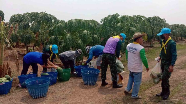 ทหารลงพื้นที่ช่วยรับซื้อมะละกอ เกษตรกรได้รับผลกระทบโควิด-19