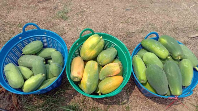 ทหารลงพื้นที่ช่วยรับซื้อมะละกอ เกษตรกรได้รับผลกระทบโควิด-19
