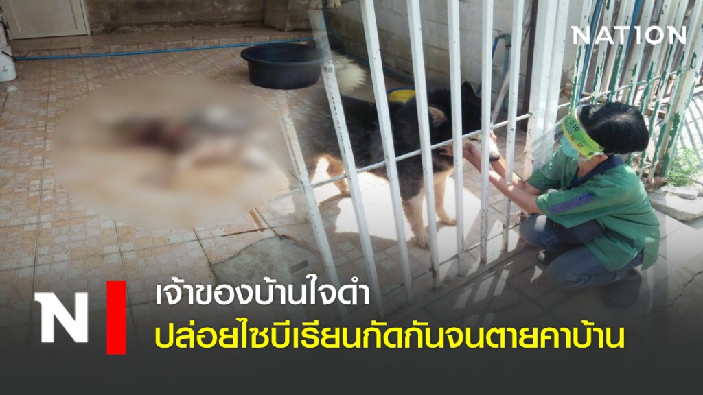 เจ้าของบ้านใจดำ ปล่อยไซบีเรียนกัดกันจนตายคาบ้าน เจ้าของบ้านใจดำ ปล่อยไซบีเรียนกัดกันจนตายคาบ้าน