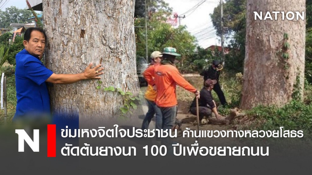 ข่มเหงจิตใจประชาชน ค้านแขวงทางหลวงยโสธร ตัดต้นยางนา 100 ปีเพื่อขยายถนน