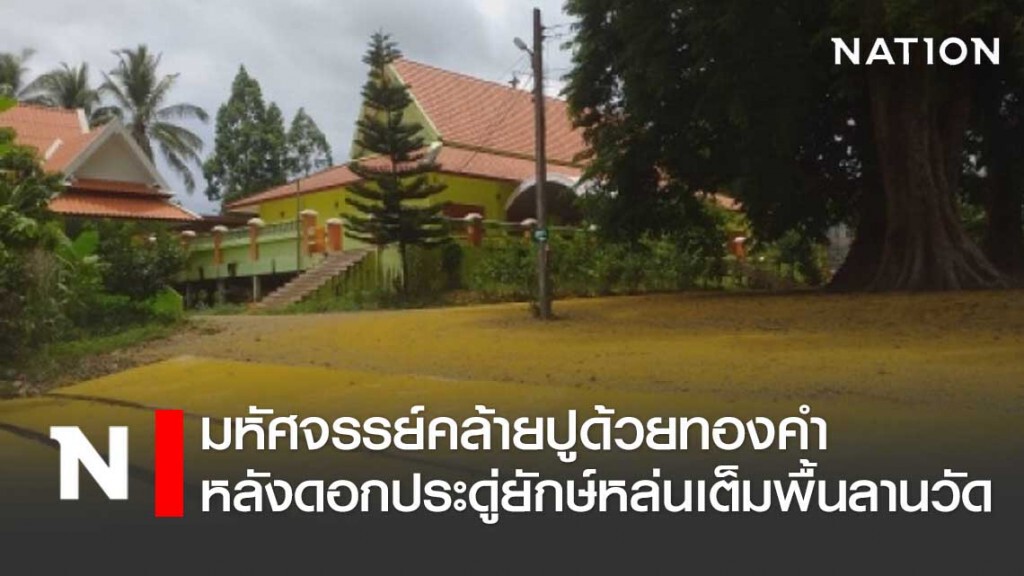 มหัศจรรย์ ดอกประดู่ยักษ์ร่วง คล้ายลานวัดดังปูด้วยทองคำเหลืองอร่าม
