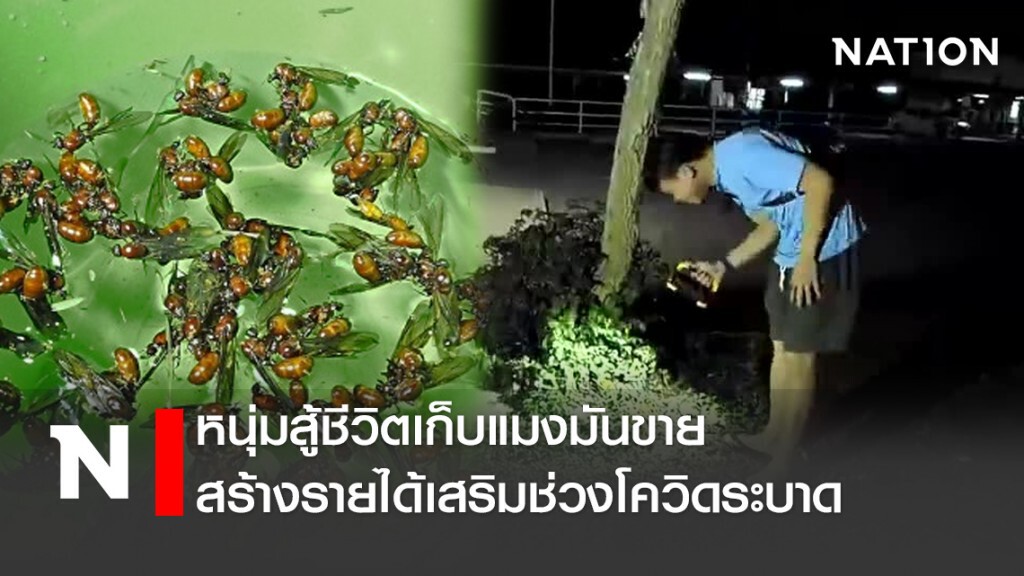 หนุ่มสู้ชีวิตเก็บ"แมงมัน"ขายสร้างรายได้เสริมช่วงโควิดระบาด