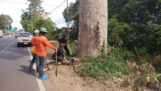 ข่มเหงจิตใจประชาชน ค้านแขวงทางหลวงยโสธร ตัดต้นยางนา 100 ปีเพื่อขยายถนน