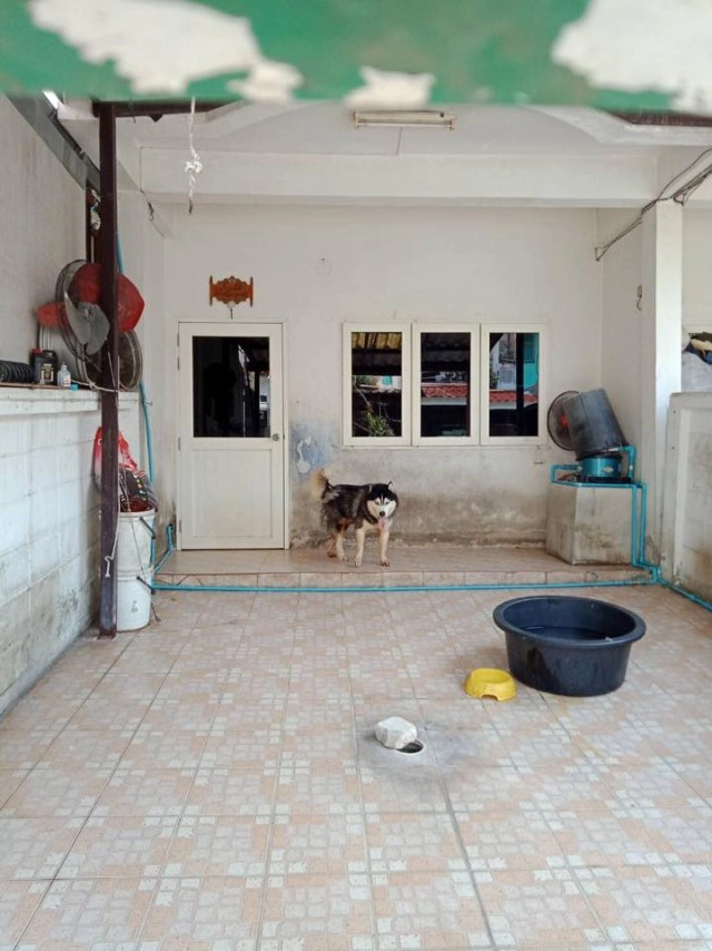 เจ้าของบ้านใจดำ ปล่อยไซบีเรียนกัดกันจนตายคาบ้าน