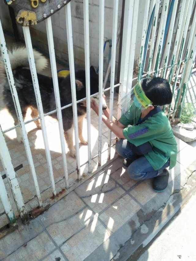 เจ้าของบ้านใจดำ ปล่อยไซบีเรียนกัดกันจนตายคาบ้าน