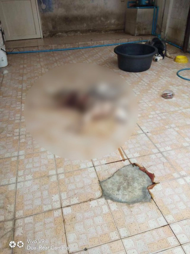 เจ้าของบ้านใจดำ ปล่อยไซบีเรียนกัดกันจนตายคาบ้าน