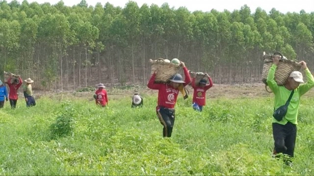 เกษตรกรสวนแตงโม ชี้แจงเรื่องแตงโมกิโลละ 3 บาท