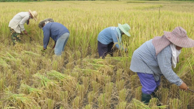 "เฉลิมชัย" ย้ำ รัฐเตรียมจ่ายเยียวยาเกษตรกร กลางเดือน พ.ค.