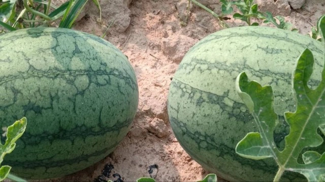 เกษตรกรสวนแตงโม ชี้แจงเรื่องแตงโมกิโลละ 3 บาท