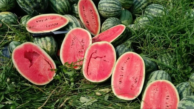 เกษตรกรสวนแตงโม ชี้แจงเรื่องแตงโมกิโลละ 3 บาท