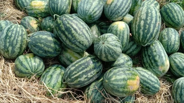 เกษตรกรสวนแตงโม ชี้แจงเรื่องแตงโมกิโลละ 3 บาท