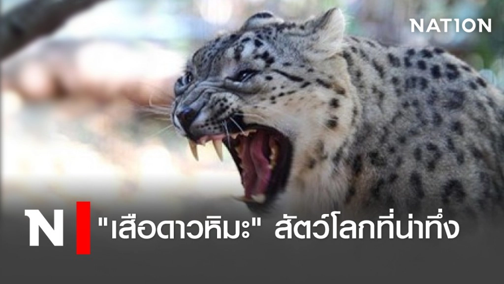 "เสือดาวหิมะ" สัตว์โลกที่น่าทึ่ง