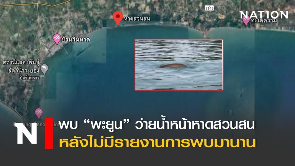 พบ "พะยูน" ว่ายน้ำหน้าหาดสวนสวน หลังมีรายงานไม่พบมานาน