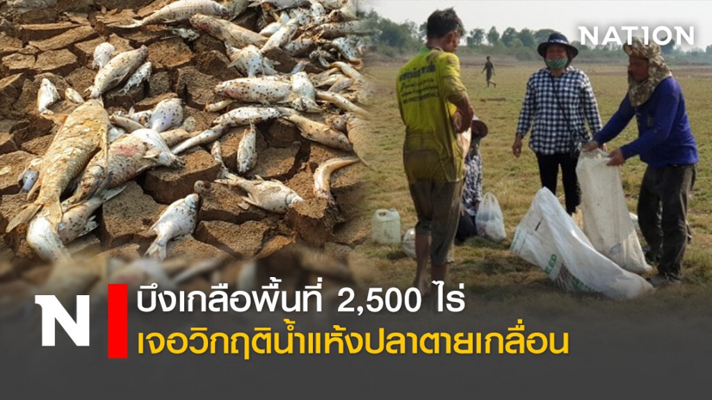บึงเกลือพื้นที่ 2,500 ไร่ เจอวิกฤติน้ำแห้งปลาตายเกลื่อน