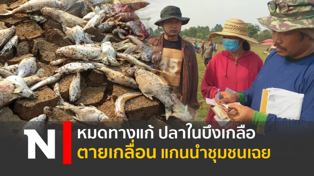 หมดทางแก้ ปลาในบึงเกลือตายเกลื่อน แกนนำชุมชนเฉย หมดทางแก้ ปลาในบึงเกลือตายเกลื่อน แกนนำชุมชนเฉย